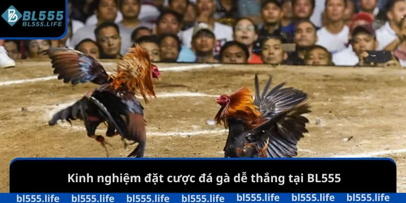 Đá Gà BL555 3 Kinh nghiệm đặt cược đá gà dễ thắng tại BL555
